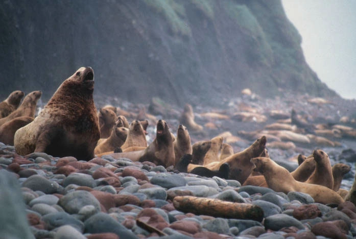Sea lions on the Aleutian & Bering Sea Islands